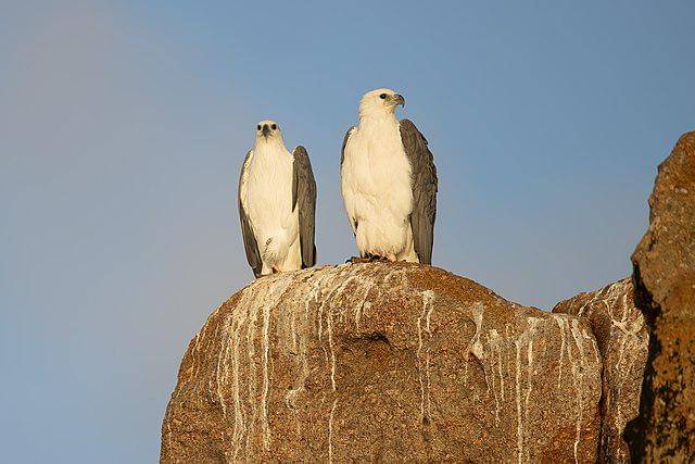 potret burung white bellied sea eagle