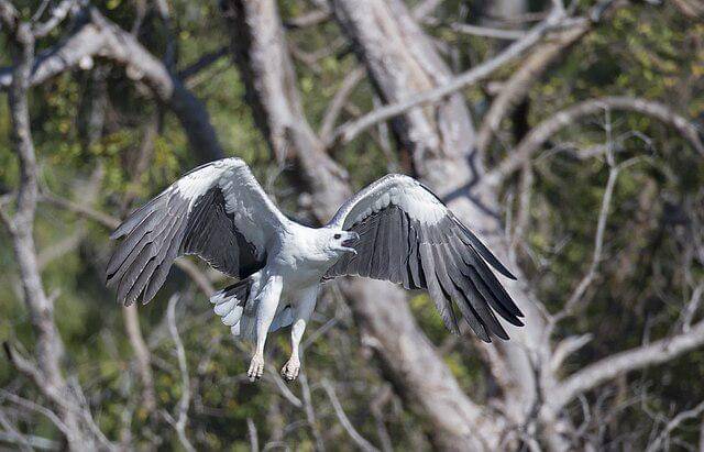 potret burung white bellied sea eagle
