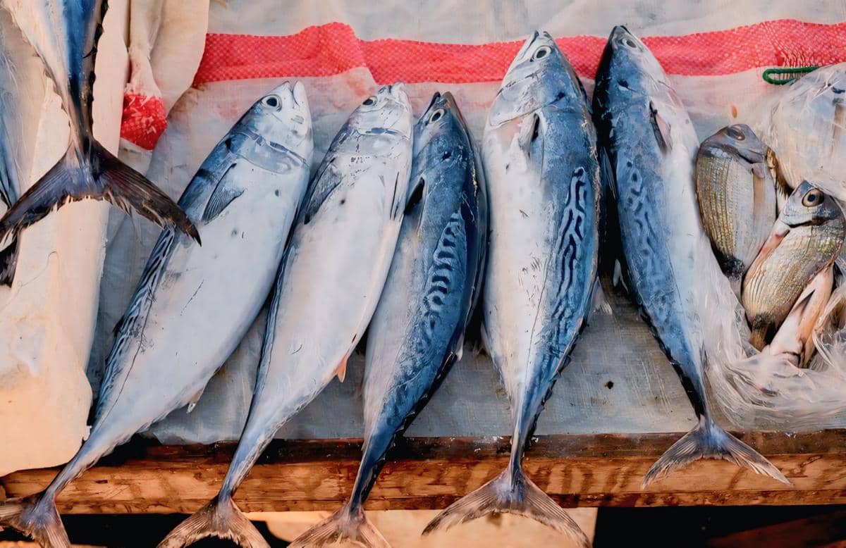 ilustrasi ikan segar 