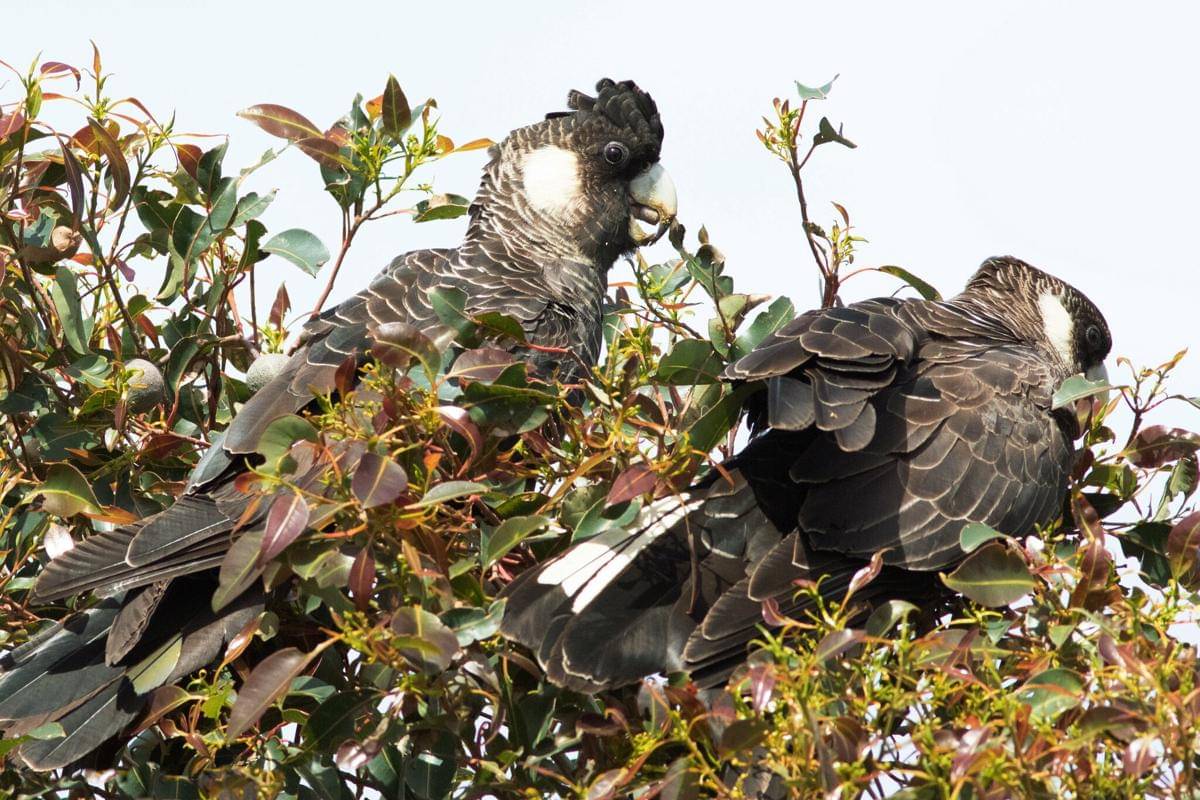 Burung Kakatua Baudin 