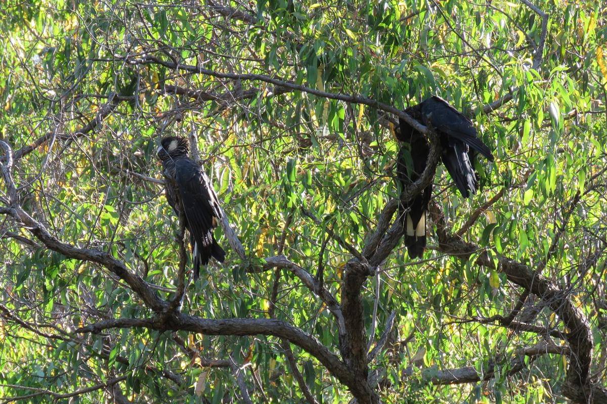 Burung Kakatua Baudin 