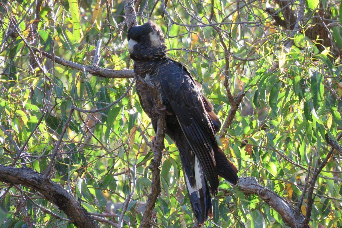 Burung Kakatua Baudin