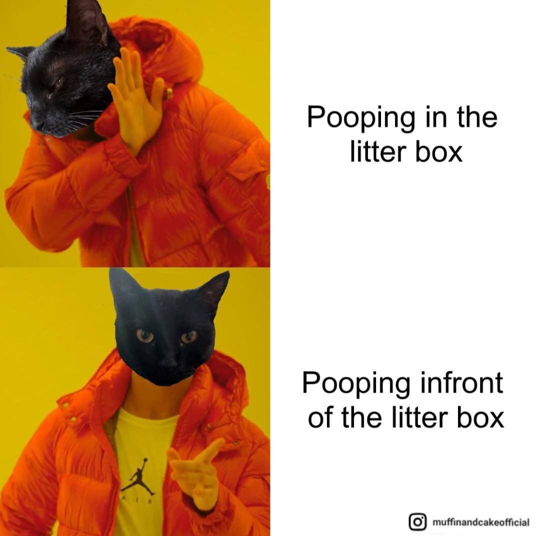 meme kucing tentang kotak pasir