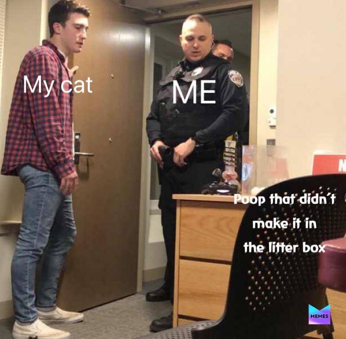 meme kucing tentang kotak pasir