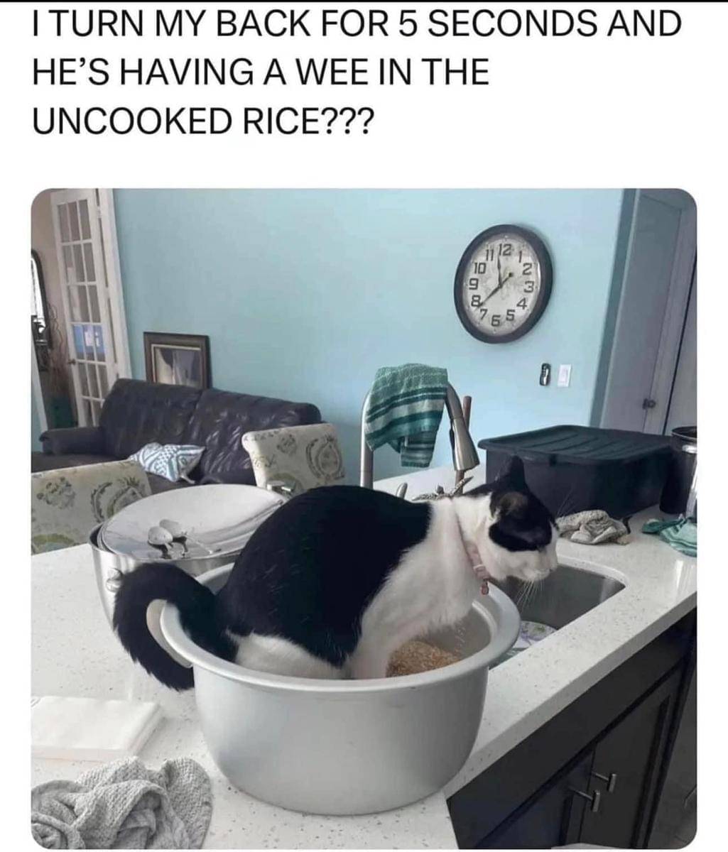 meme kucing tentang kotak pasir