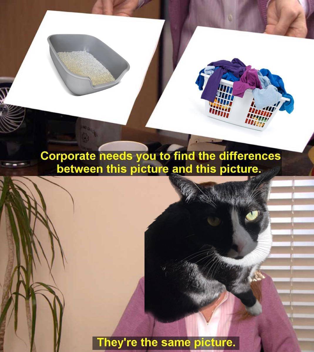 meme kucing tentang kotak pasir