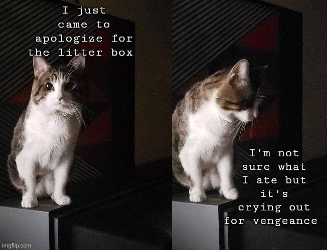 meme kucing tentang kotak pasir