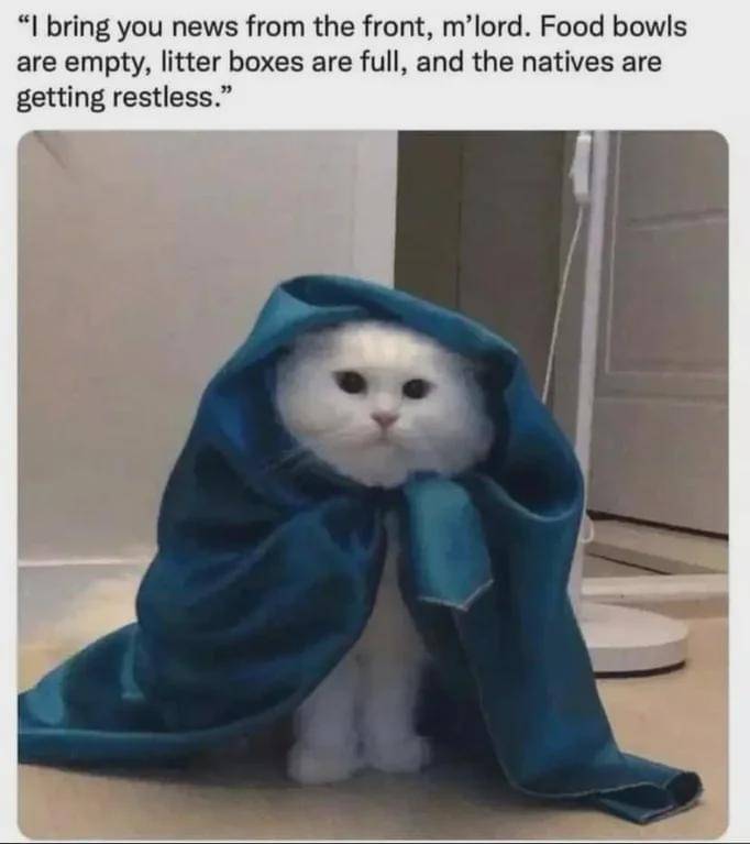 meme kucing tentang kotak pasir