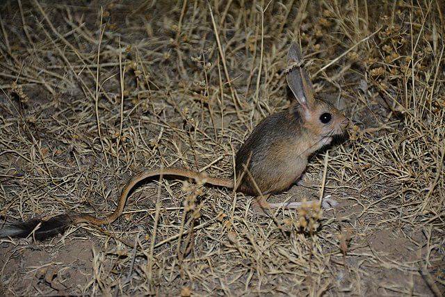 Jerboa 