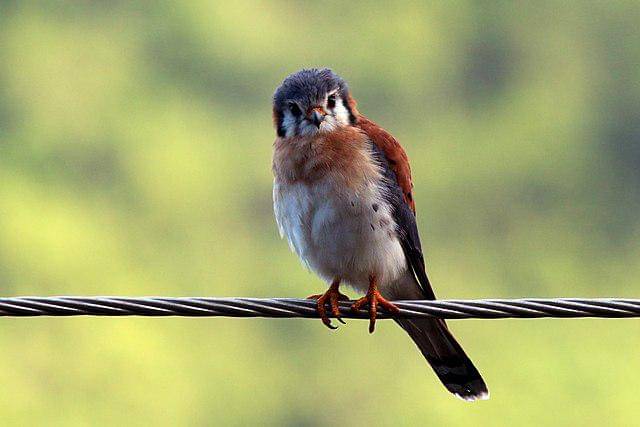 potret burung american kestrel