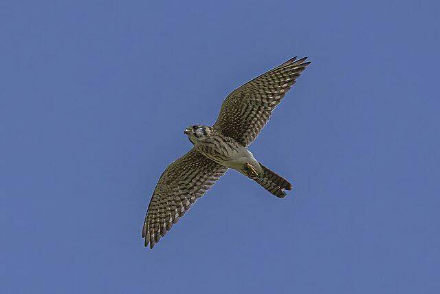 potret burung american kestrel