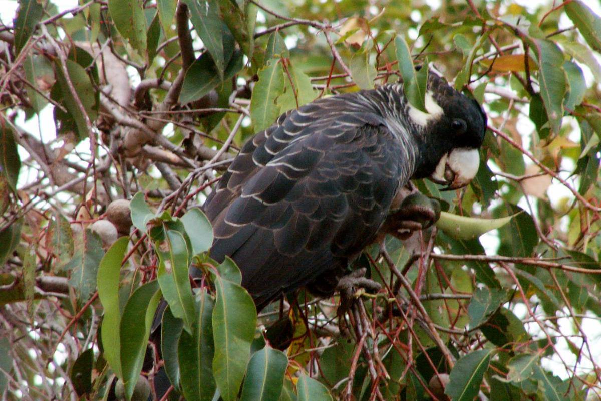 Burung Kakatua Baudin 