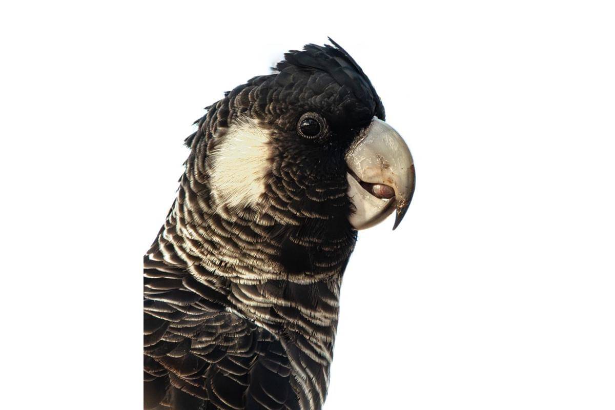 Burung Kakatua Baudin