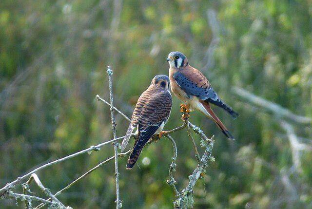 potret burung american kestrel