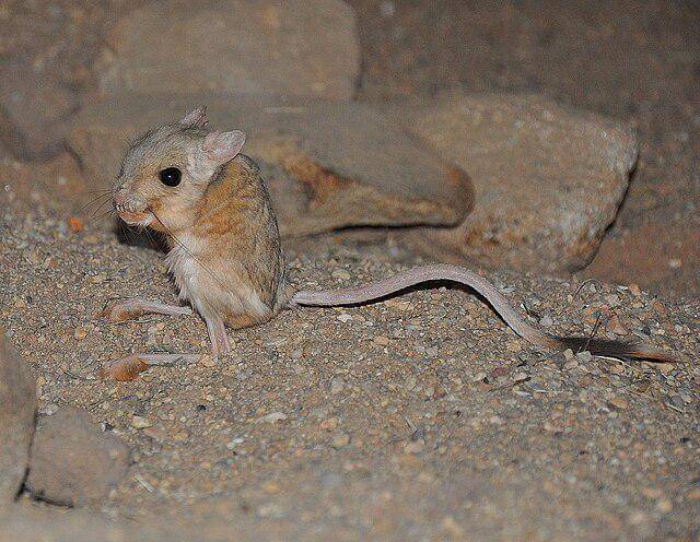 Jerboa