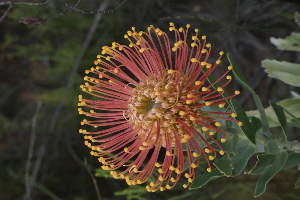 Leucospermum cordifolium