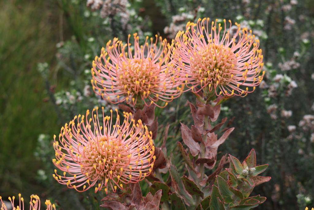 Leucospermum cordifolium