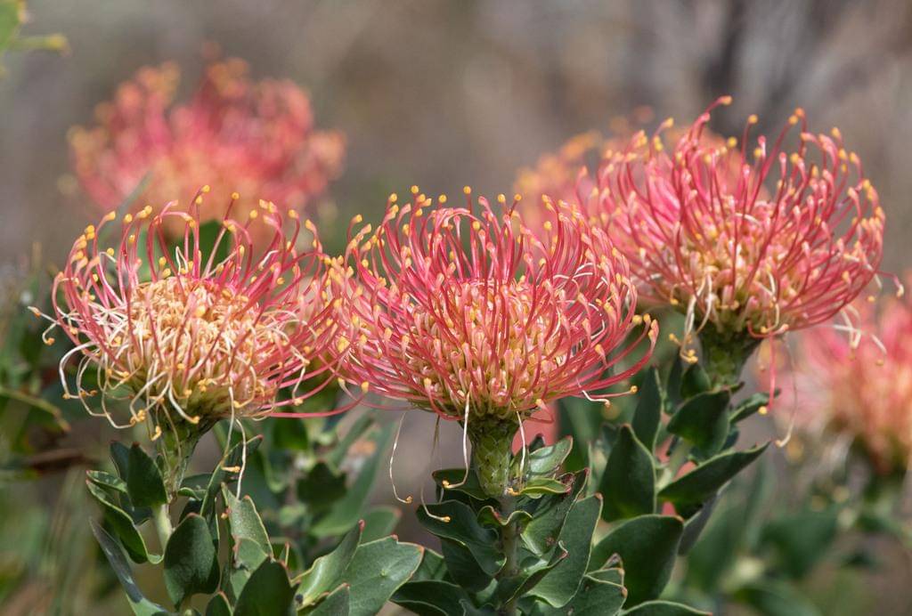Leucospermum cordifolium