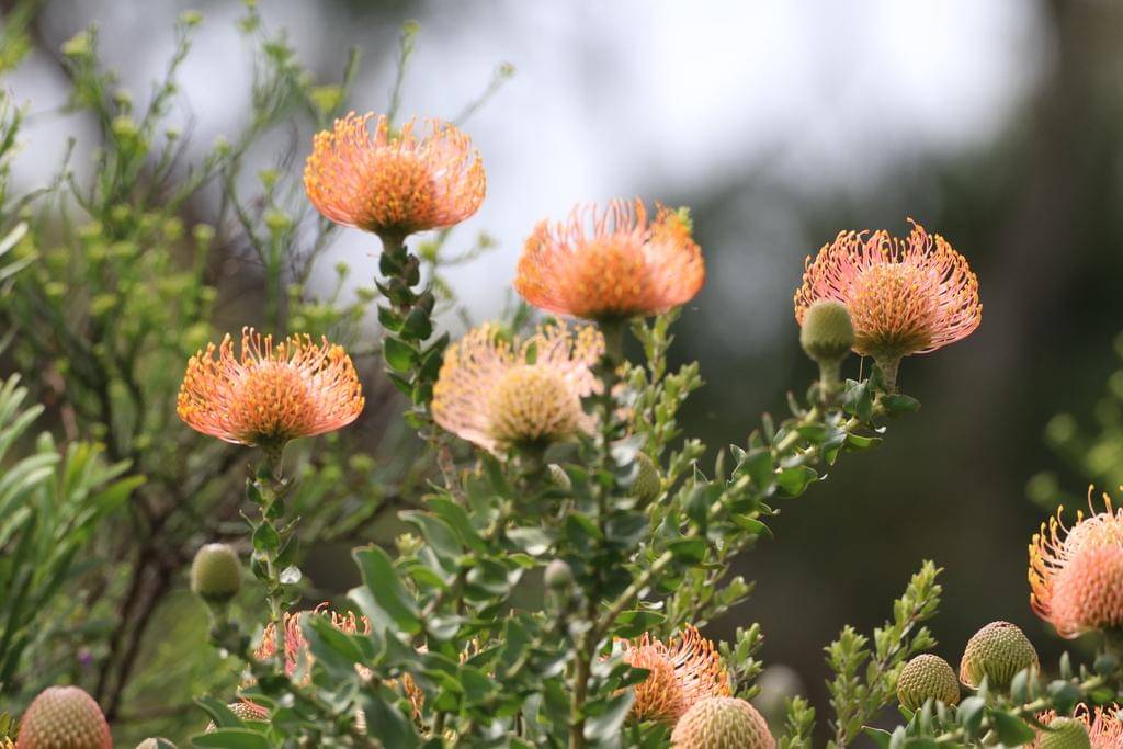 Leucospermum cordifolium