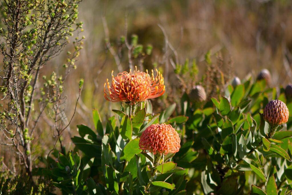 Leucospermum cordifolium