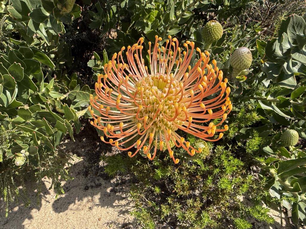 Leucospermum cordifolium
