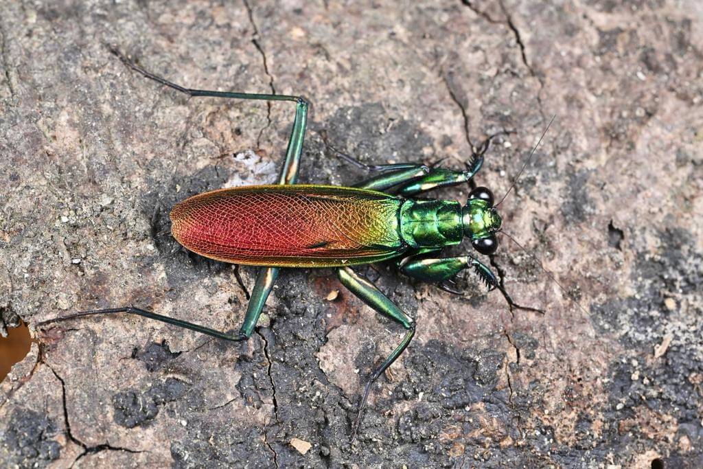 Metallyticus splendidus