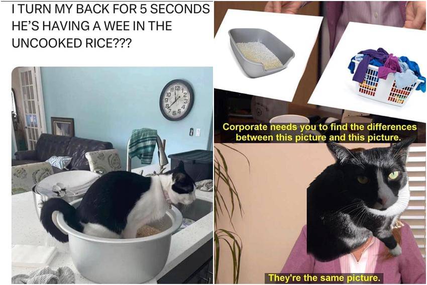 kolase meme kucing tentang kotak pasir