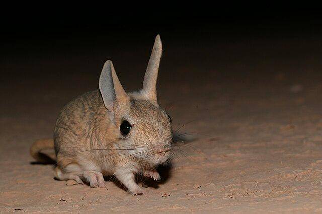 Jerboa 