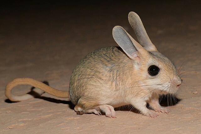 Jerboa