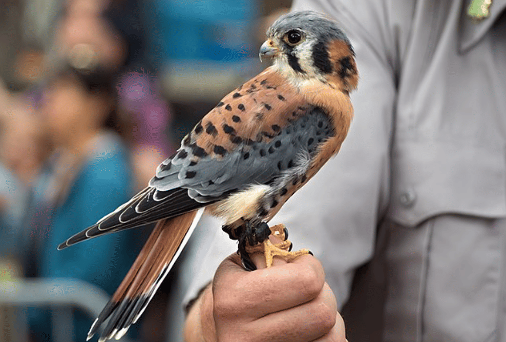 potret burung american kestrel