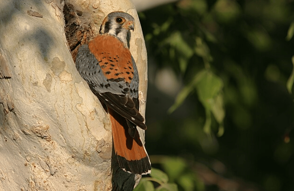 potret burung american kestrel