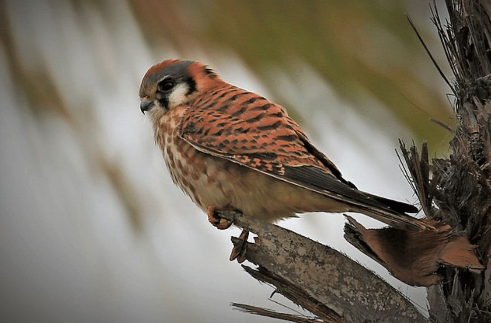 potret burung american kestrel