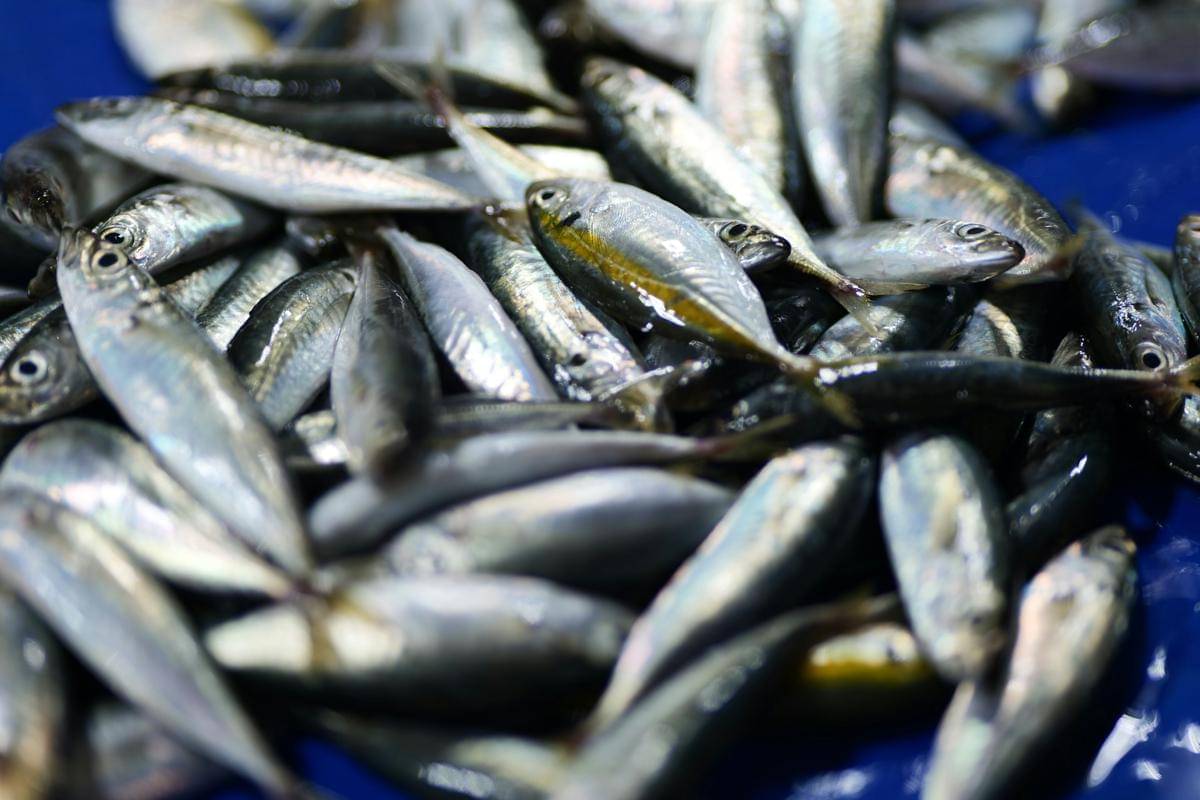 ilustrasi ikan segar