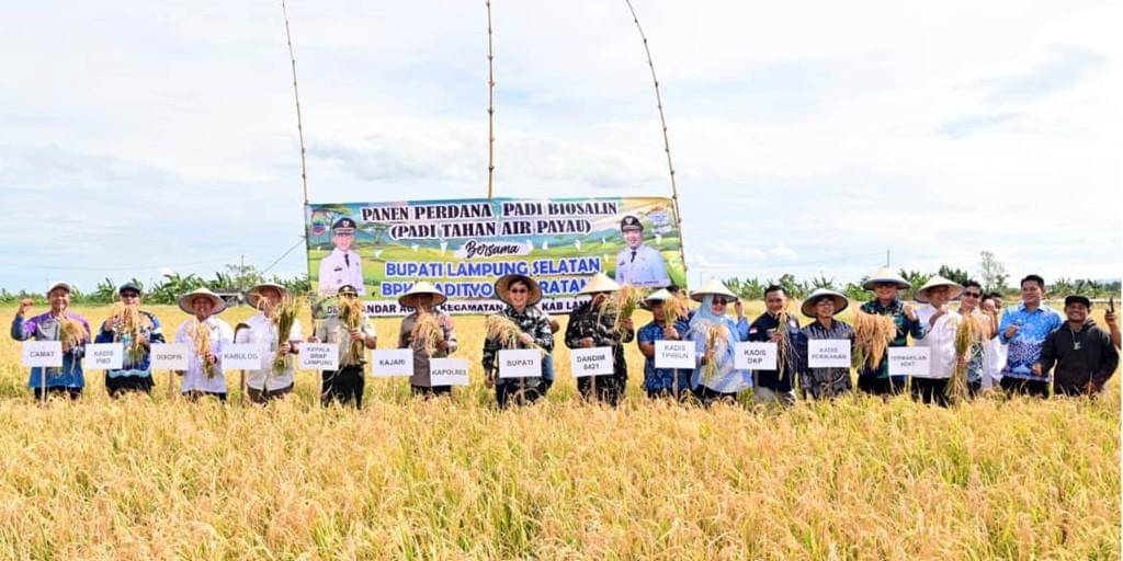 Pemkab Lamsel Panen Padi Varietas biosalin di Kecamatan Sragi, Kabupaten Lampung Selatan