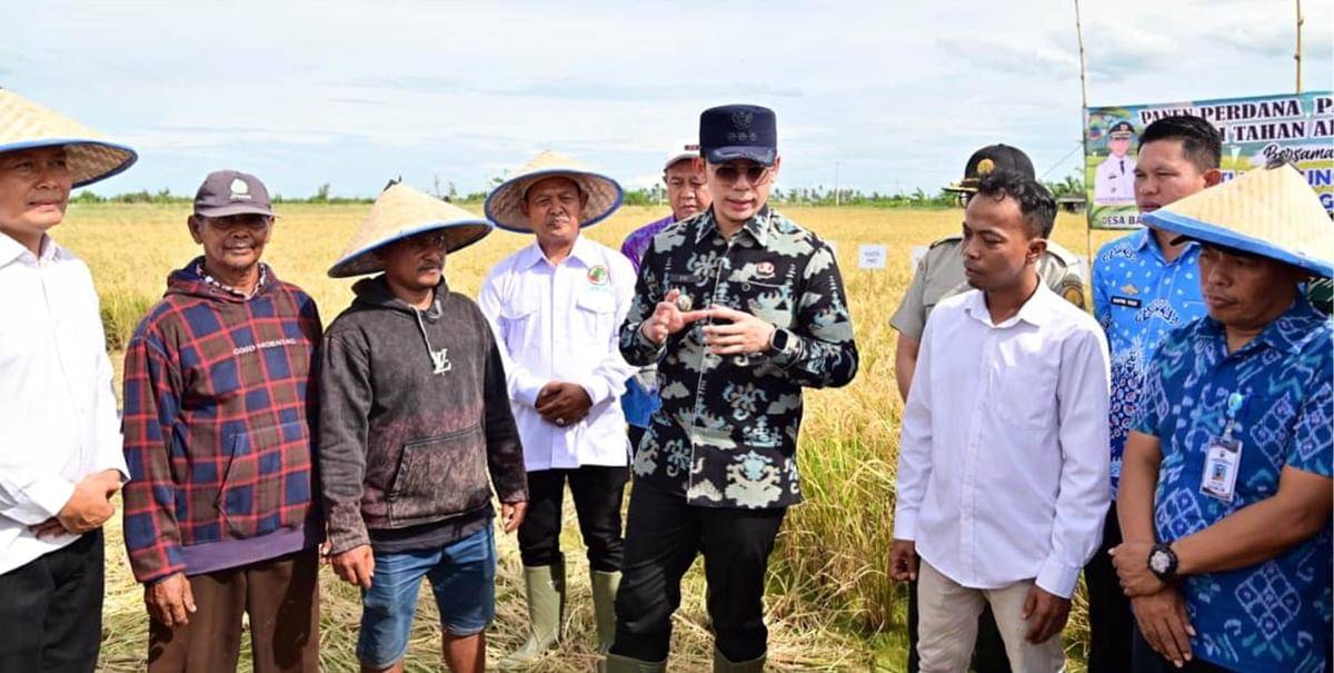 Pemkab Lamsel Panen Padi Varietas Biosalin di Kecamatan Sragi, Kabupaten Lampung Selatan
