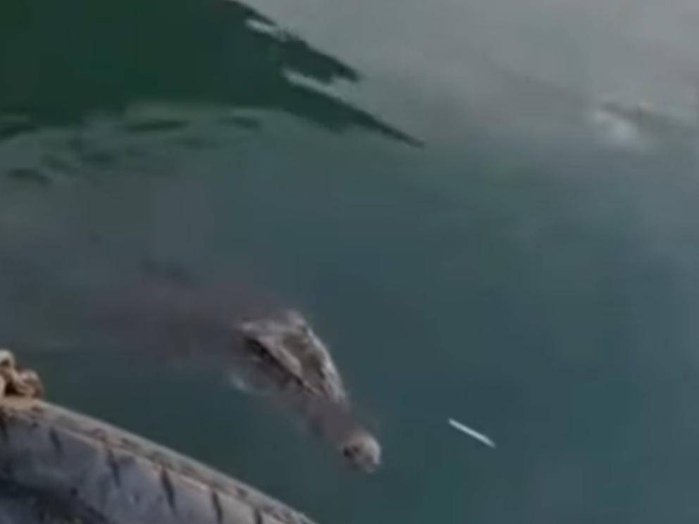 Buaya muara terlihat di Teluk Manado, Sulawesi Utara. IDNTimes/Istimewa