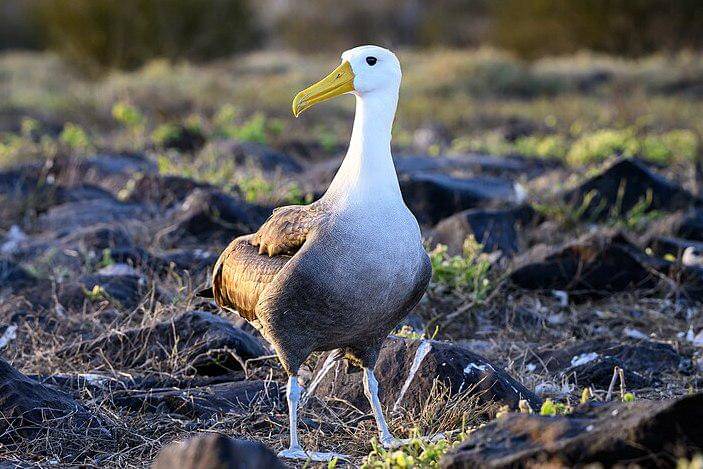 tampilan sekujur tubuh albatros bergelombang