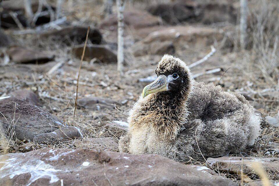 tampilan anak albatros bergelombang