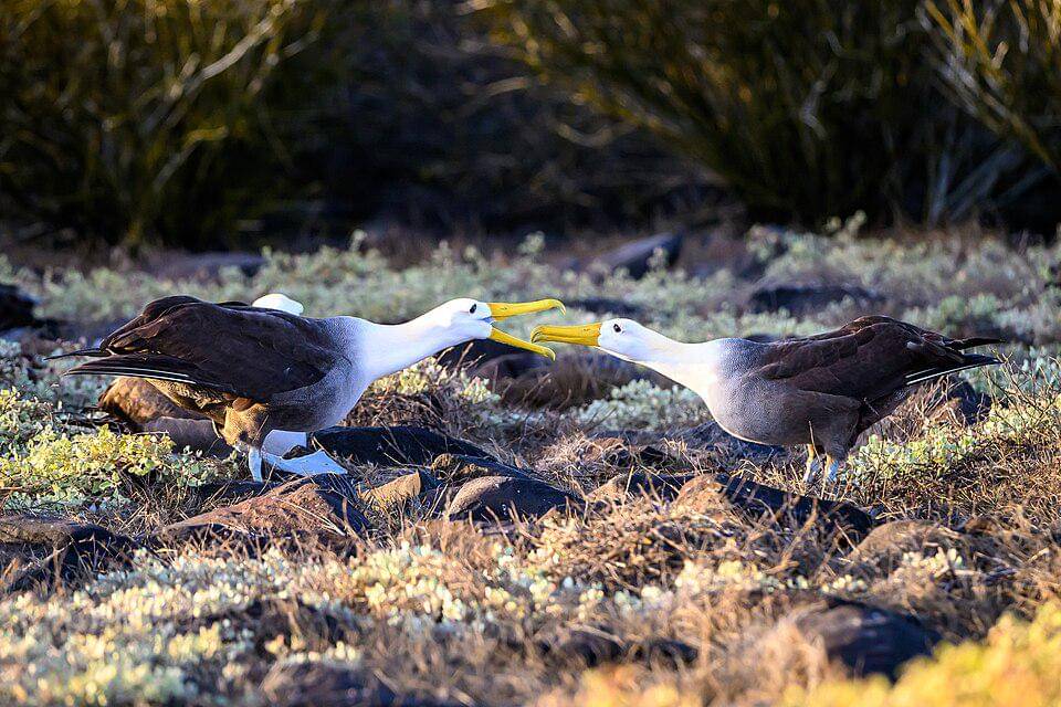 sepasang albatros bergelombang bercengkerama