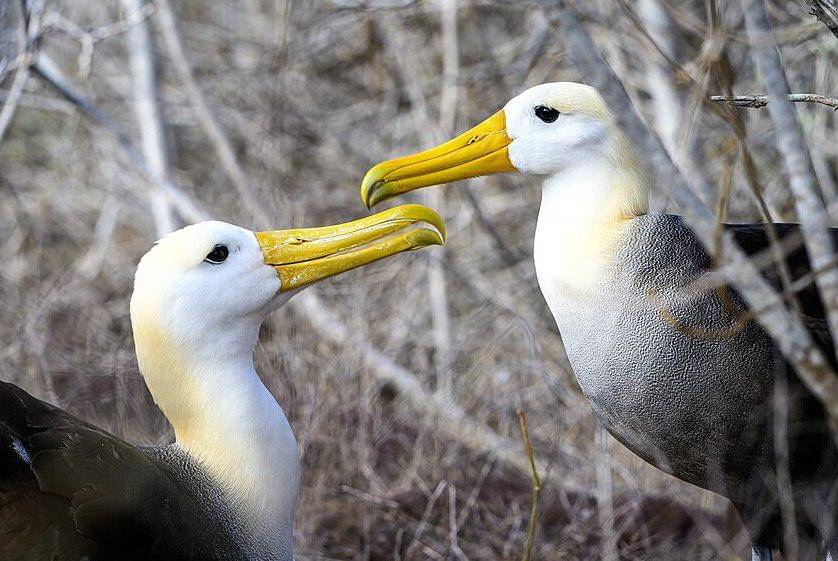 sepasang albatros bergelombang