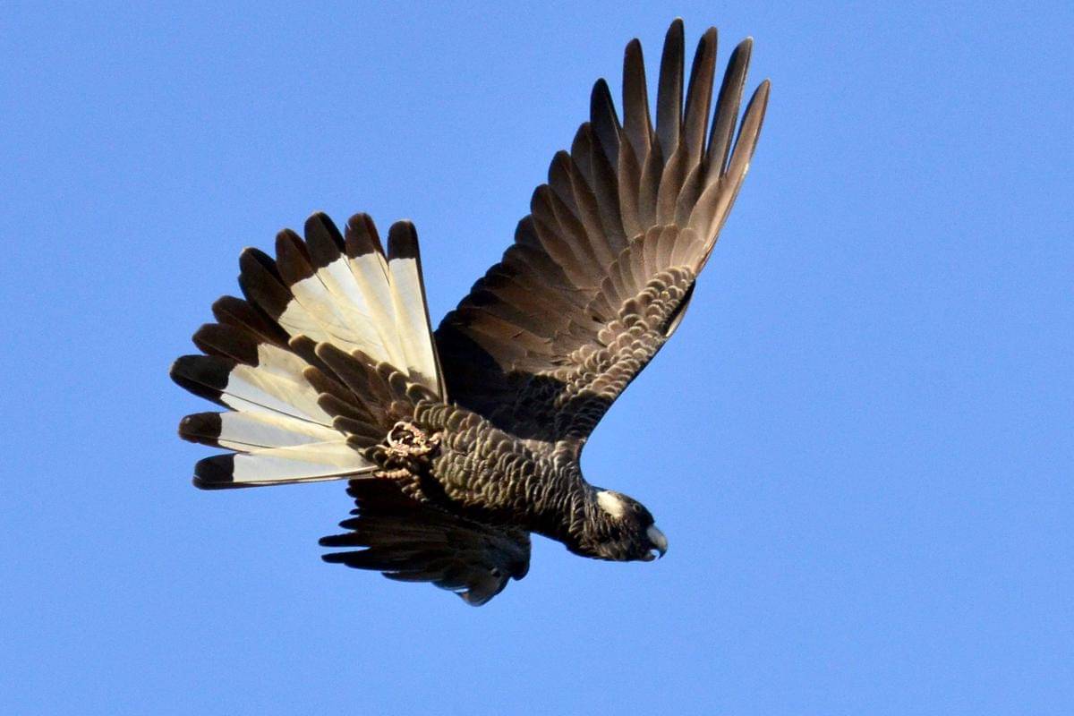 Burung Kakatua Baudin