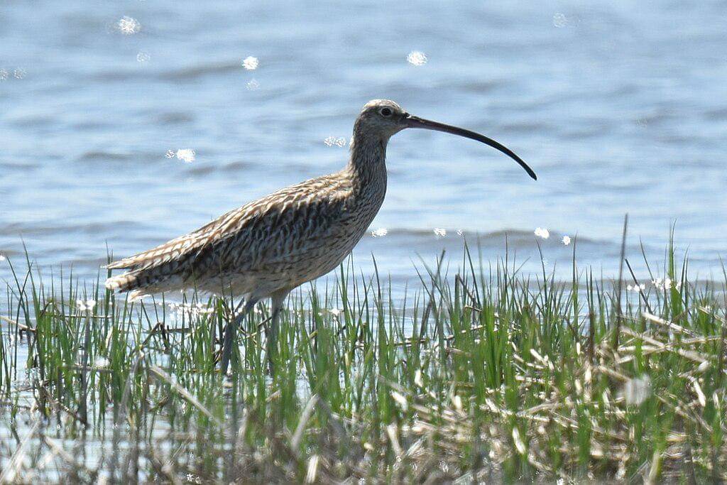 Burung Gajahan Timur