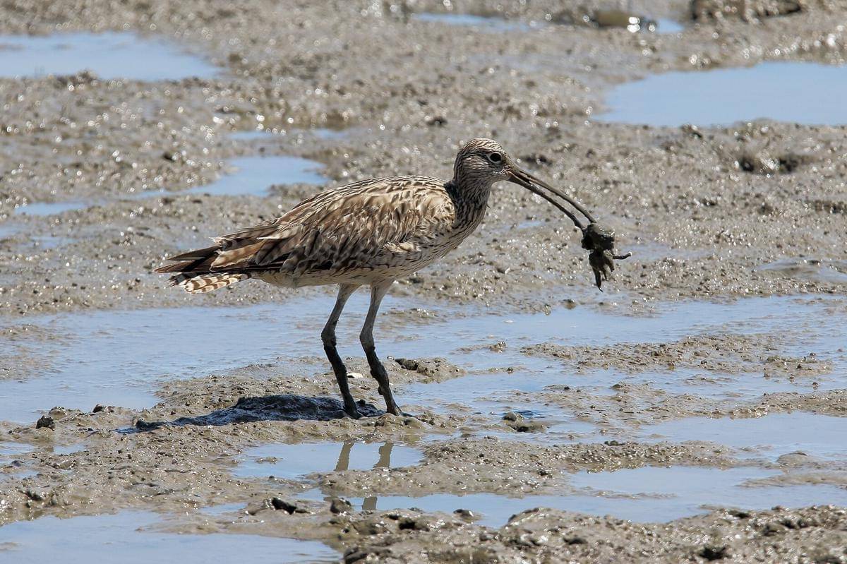 Burung Gajahan Timur 