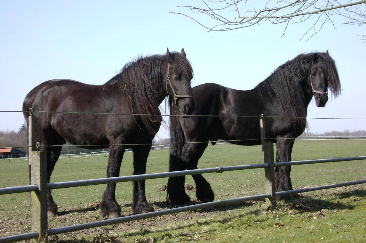 Kuda Friesian