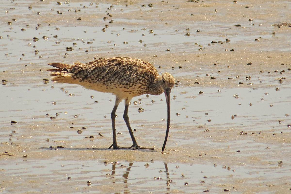 Burung Gajahan Timur 