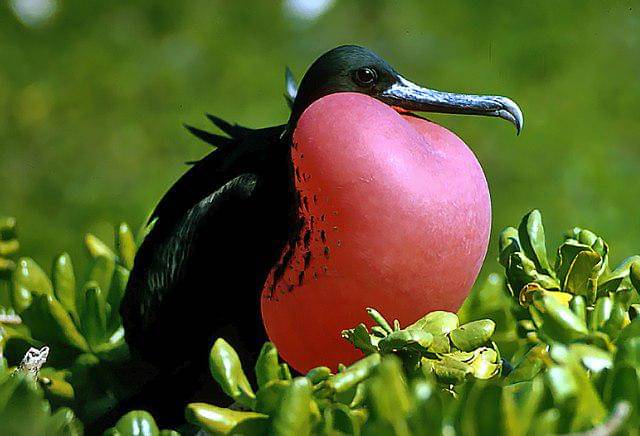 potret burung magnificent frigatebird