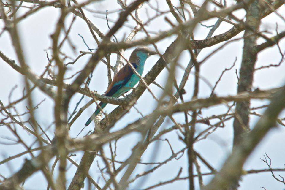 tiong lampu ekor sapu yang ada di atas pohon