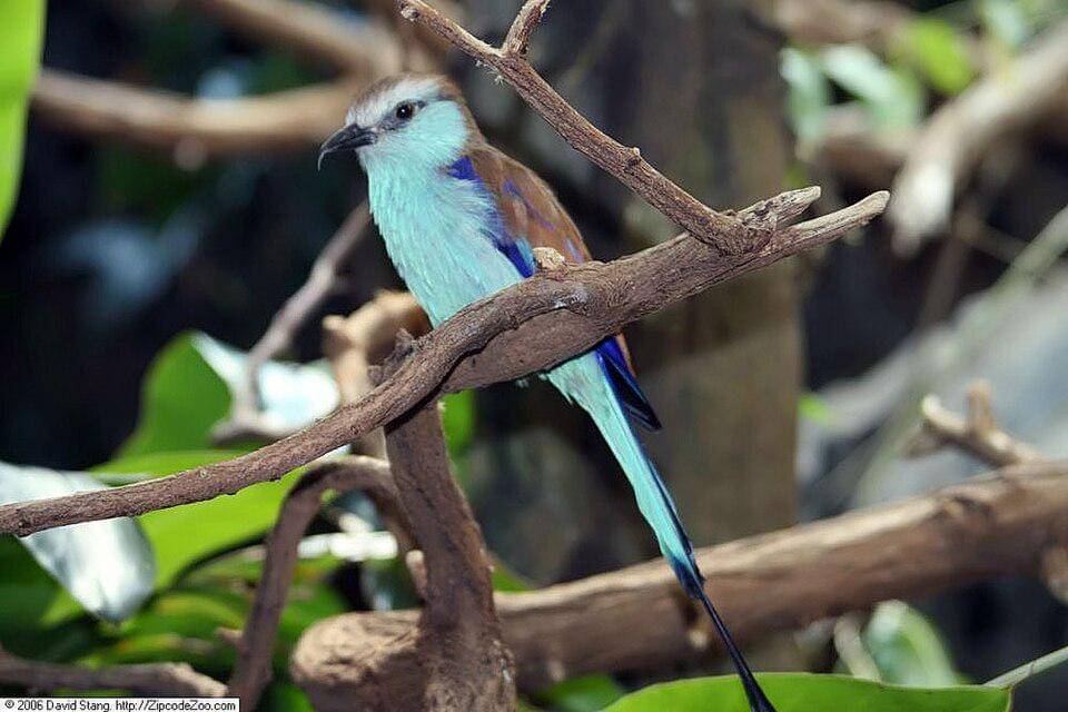 seekor tiong lampu ekor sapu dewasa