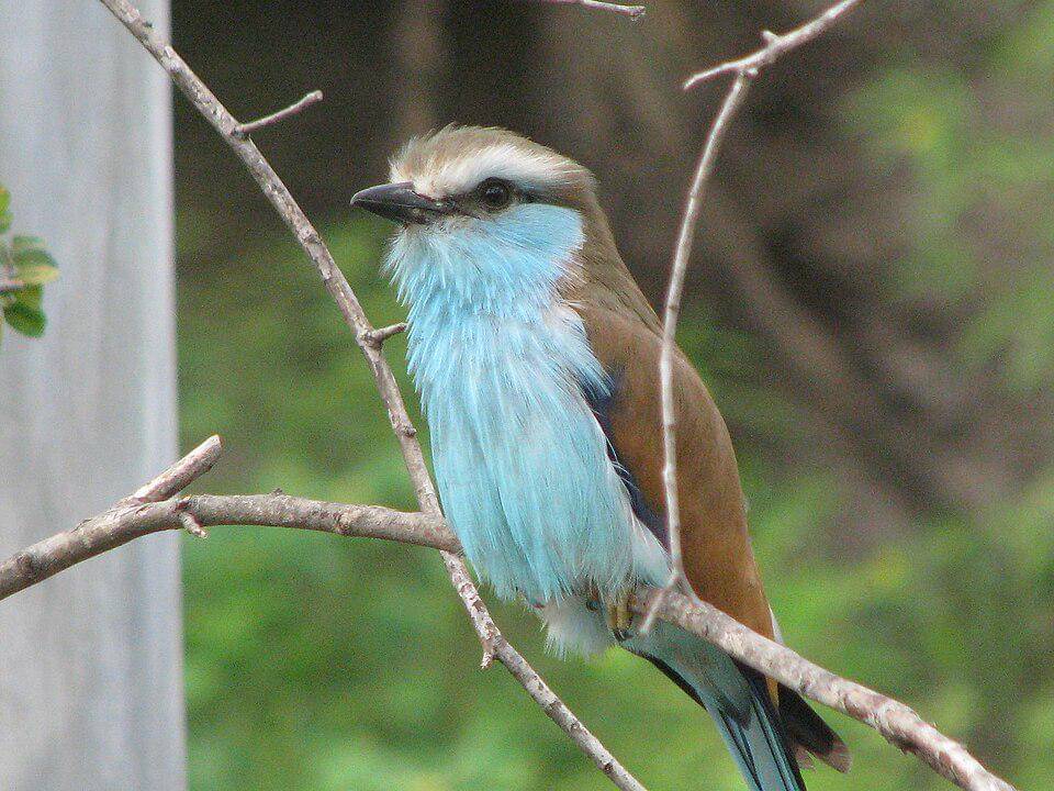 potret tiong lampu ekor sapu dewasa