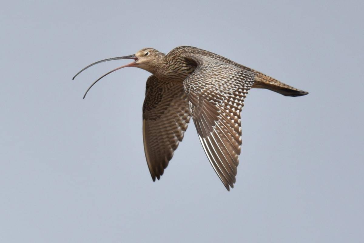 Burung Gajahan Timur 
